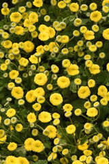 Matricaria Vegmo Sunny Ball  PLT