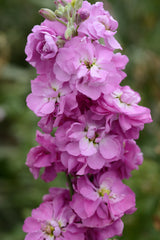 Stock, Column Ball Pink #22