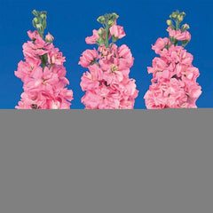 Stock Iron Pink