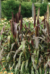 Ornamental Millet Jester