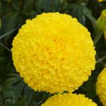 Marigold Chedi Yellow DTL