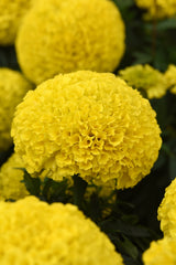 Marigold Marvel II Yellow DTL