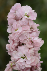 Stock, Column Appleblossom