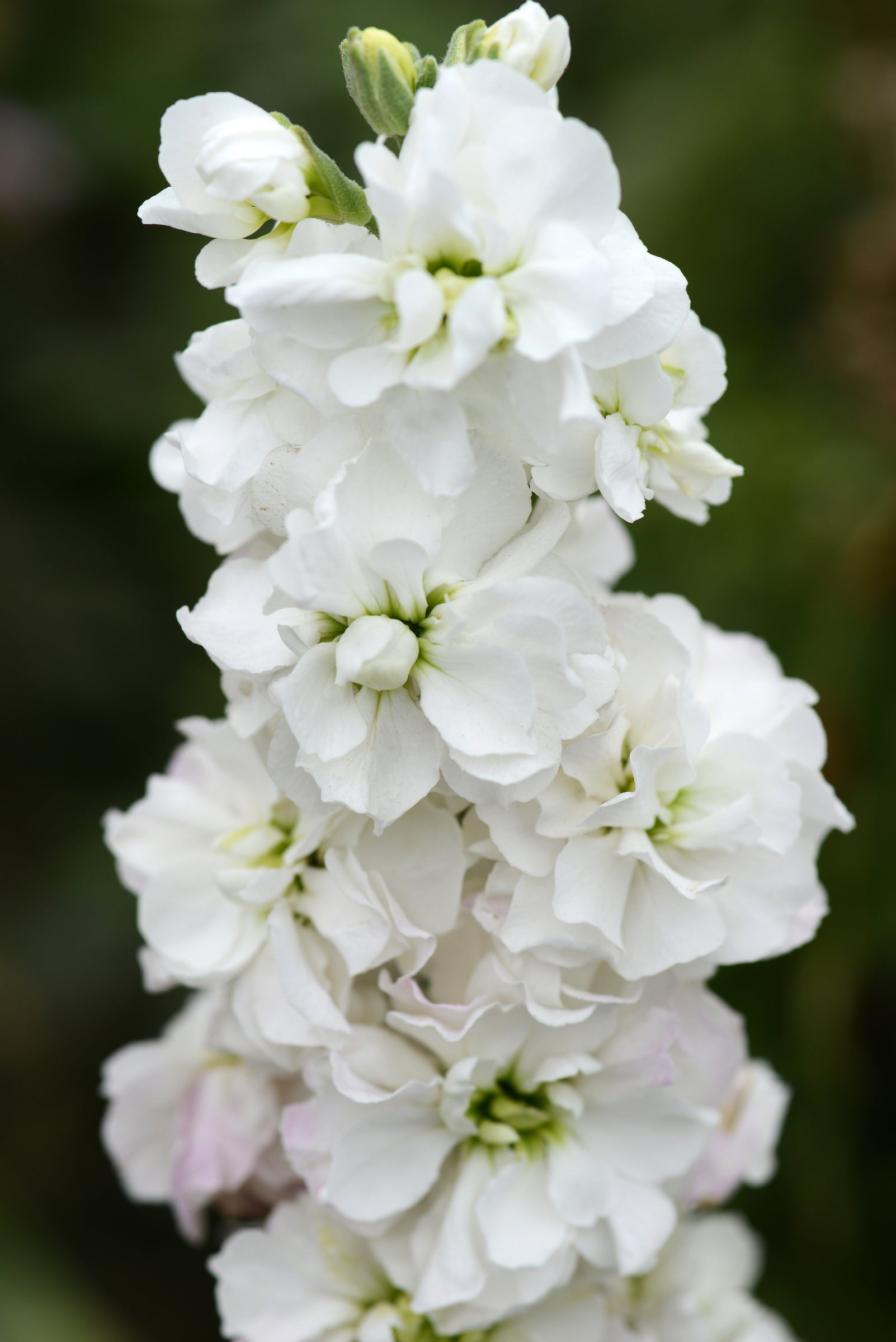 Stock, Column Avalanche – Vis Seed