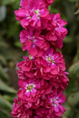 Stock, Column Miracle Crimson