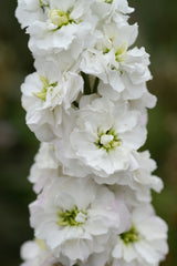 Stock, Column White Goddess