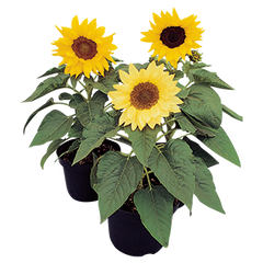 Sunflower Pacino Cola