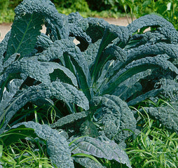 Kale Lacinato (Dinosaur)