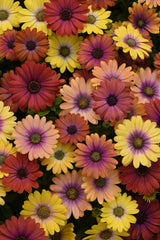 Osteospermum Akila Hawaiian Sunset Mix