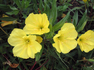 Oenothera missouriensis