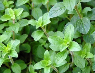 Oregano Italian