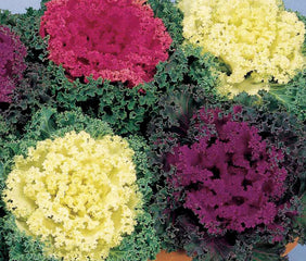 Ornamental Kale Nagoya Mix