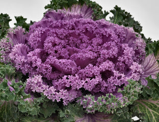 Ornamental Kale Nagoya Rose