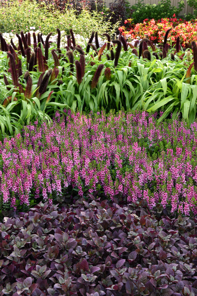 jade princess plant Millet Jade Princess – Vis Seed