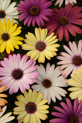 Osteospermum Akila Grand Canyon Mix