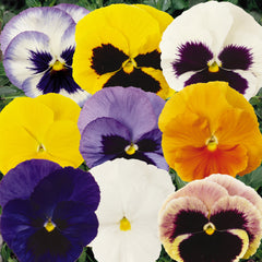 Pansy Matrix Mixture Primed