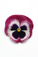Pansy Matrix Rose Wing