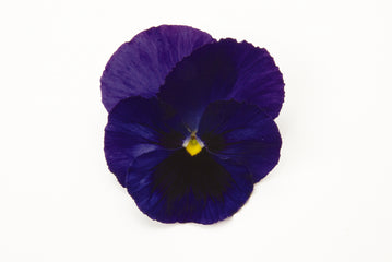 Pansy Matrix Blue Blotch