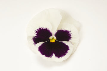 Pansy Matrix White Blotch