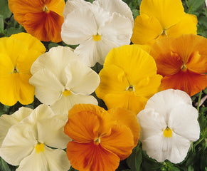 Pansy Matrix Citrus Mix Primed