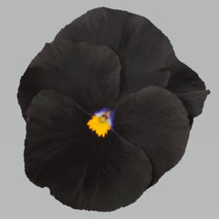 Pansy Atlas Black