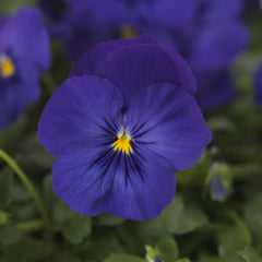 Pansy Cool Wave Blue Primed