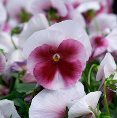 Pansy Grandio Beacon Rose PRIMAX