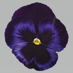 Pansy Inspire Plus Blue Velvet Primed