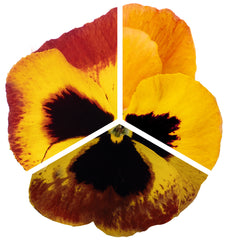 Pansy Inspire Plus Fire Surprise Primed