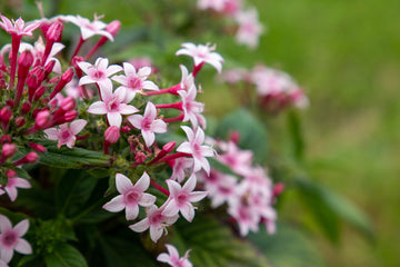 Pentas Graffiti Appleblossom PLT