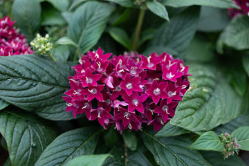 Pentas Graffiti Neon Plum PLT