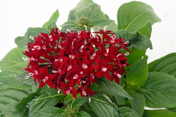 Pentas Graffiti Deep Red PLT