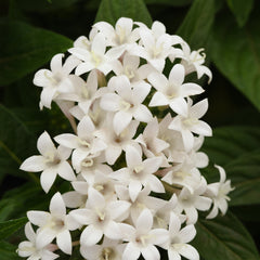 Pentas Lucky Star White