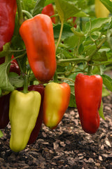 Pepper Gypsy
