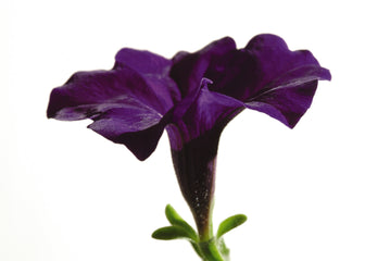 Petunia Easy Wave Blue PLT