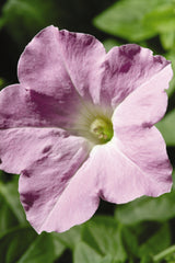 Petunia Wave Misty Lilac PLT