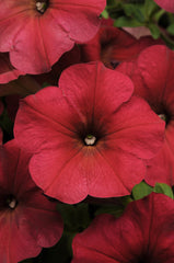 Petunia Easy Wave Berry Velour PLT