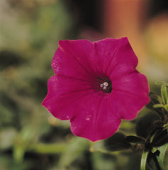 Petunia Tidal Wave Cherry PLT