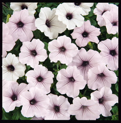 Petunia Tidal Wave Silver PLT