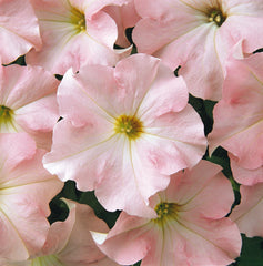 Petunia Dreams Appleblossom PLT