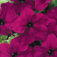 Petunia Dreams Burgundy