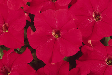 Petunia Dreams Red