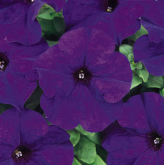 Petunia Dreams Midnight Blue
