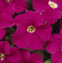 Petunia Dreams Neon Rose PLT