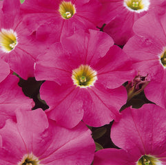 Petunia Dreams Pink
