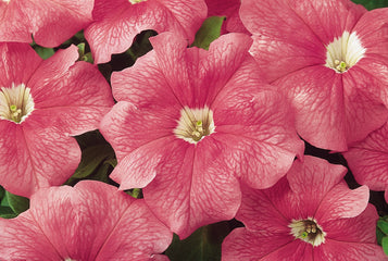 Petunia Dreams Salmon