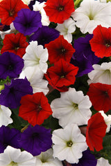 Petunia Easy Wave  The Flag Mixture PLT