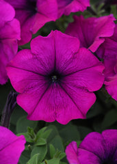 Petunia Easy Wave Violet PLT