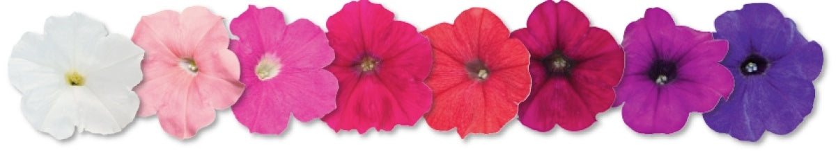 Petunia Success TR Maxi Mix PLT