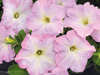 Petunia Success TR Light Pink Morn PLT